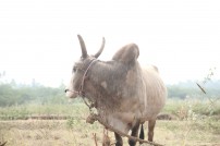 Alanganallur Jallikattu 