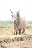 Alanganallur Jallikattu 