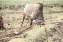 Alanganallur Jallikattu 