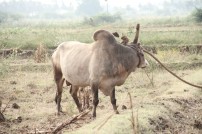 Alanganallur Jallikattu 