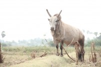 Alanganallur Jallikattu 