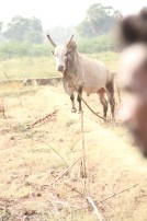 Alanganallur Jallikattu 