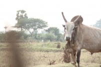 Alanganallur Jallikattu 