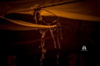 Jallikattu protest across the globe