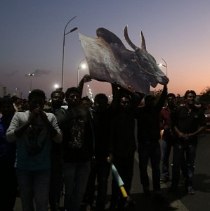 Jallikattu Protests in Chennai & All over Tamil Nadu