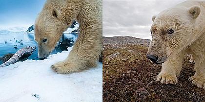 Interesting facts about polar bear you should know