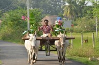 Pachaikkili (aka) Pachaikili