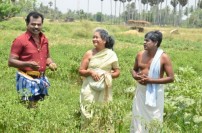 Pachaikkili (aka) Pachaikili