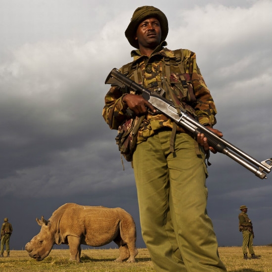 A Northern White Rhino with Armed Bodyguards