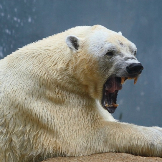 Canada is their primary habitat