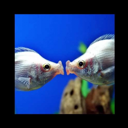 Fish kissing each other in a water bowl