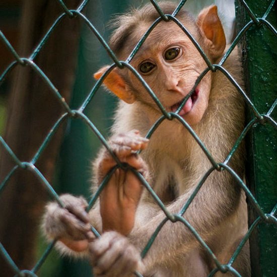 Guindy National Park