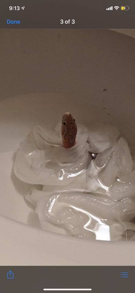 US Woman found a snake in her apartment's toilet