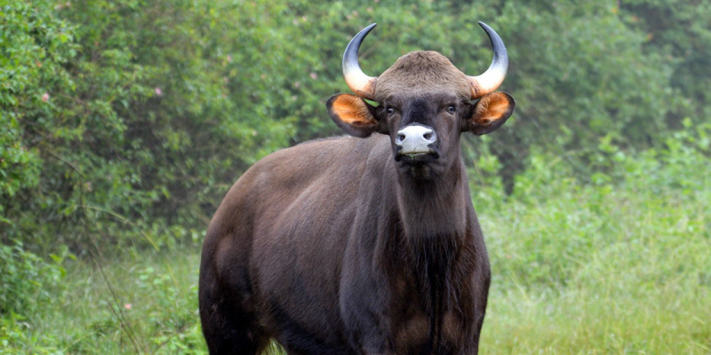 Kerala : Group of poachers brutally shot dead a pregnant wild buffalo