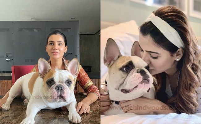 Actors and actresses with pets special photos ft Rashmika, Vijay Deverakonda, Keerthy Suresh