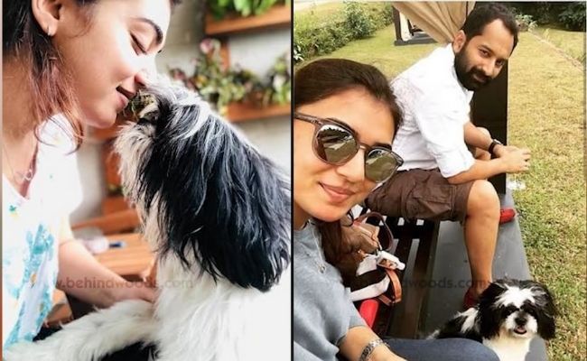 Actors and actresses with pets special photos ft Rashmika, Vijay Deverakonda, Keerthy Suresh