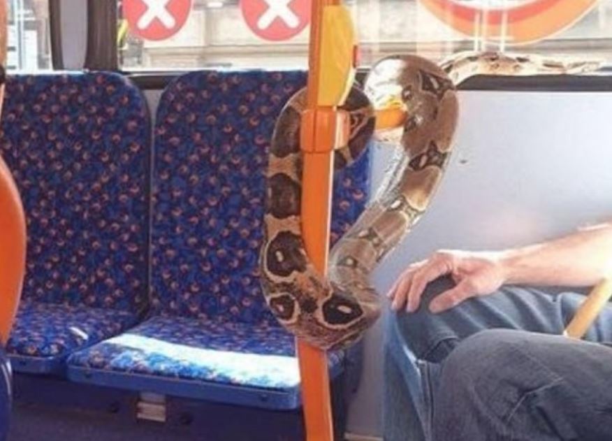Manchester Man wears snake as a face mask on bus goes viral