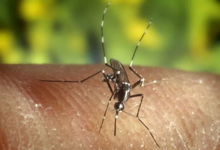 France warns after Tiger mosquito infestation triggers deadly disease