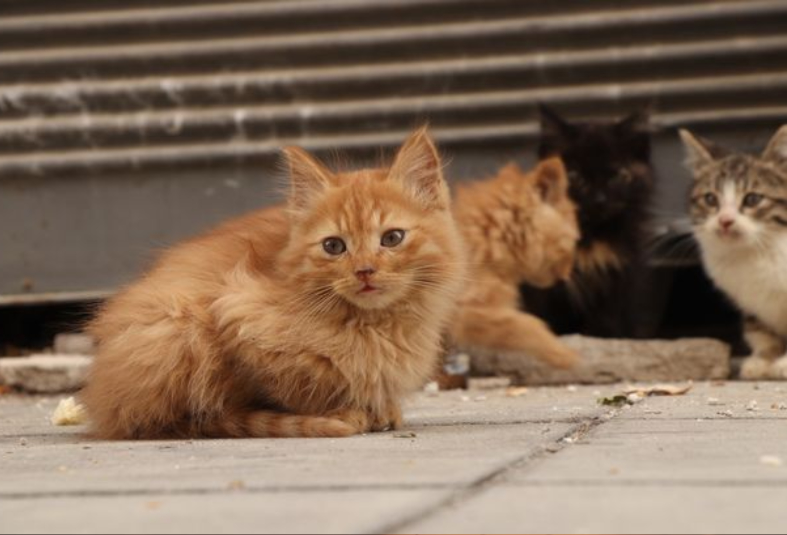 More Than 100 Cats And Owner Evicted From Spanish Apartment