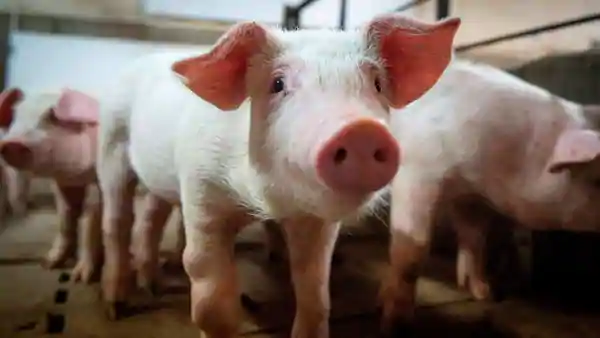 icmr warns india of another virus from china called cat que virus