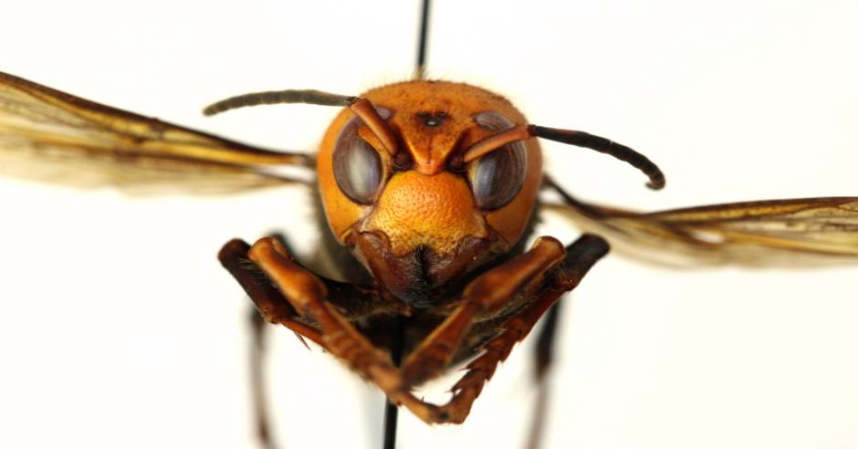 US scientists find country’s first murder hornet nest