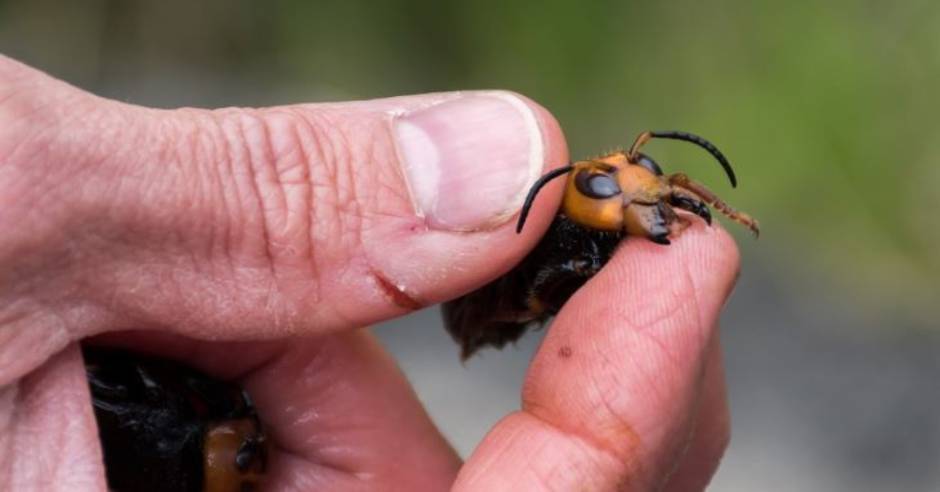 US scientists find country’s first murder hornet nest
