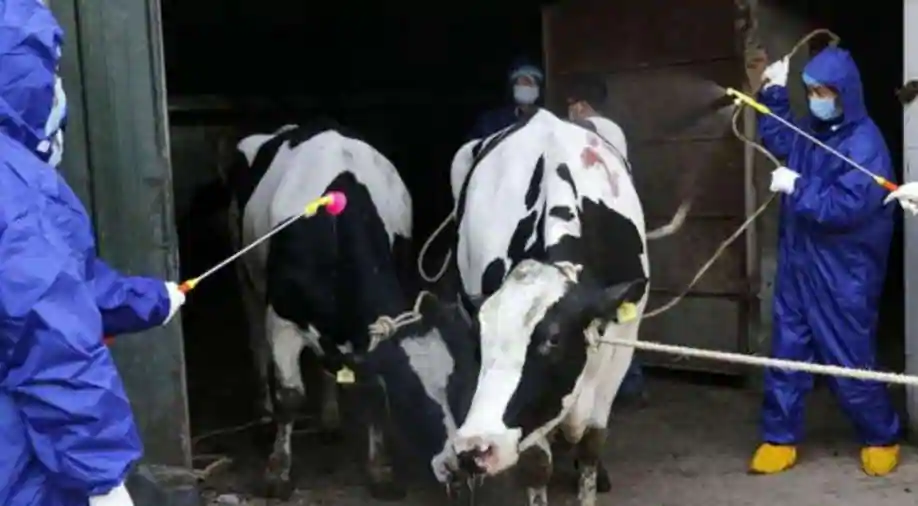 brucellosis outbreak infects over 6000 people in china amid covid