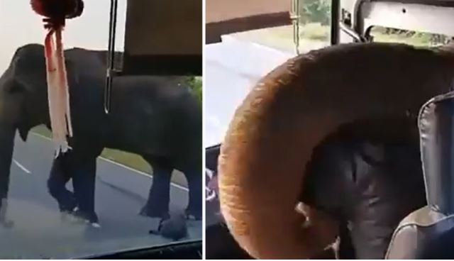 Elephant Stops Bus To Steal Bananas In Brazen Daylight Robbery