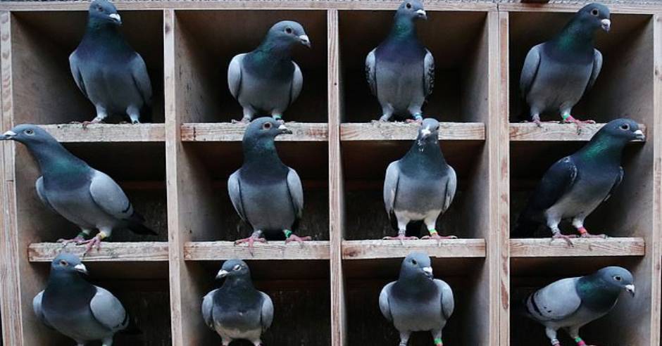 Racing pigeon sold for a record breaking Rs 14 crore