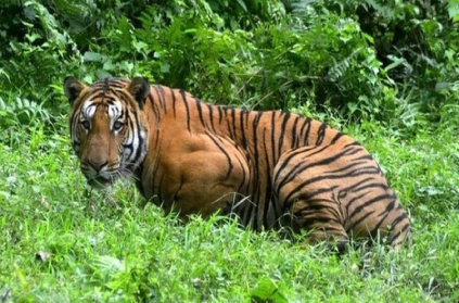 Maharashtra tiger walks about 3000 km search of Female tiger