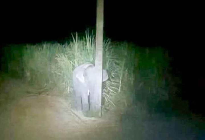 Charming small elephant hides behind electric post pic goes viral