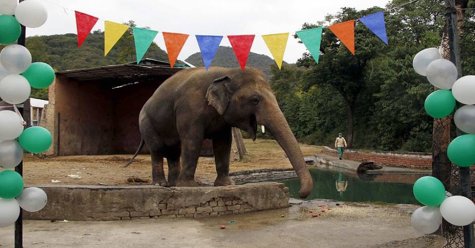 World’s loneliest elephant Kaavan leaves Pakistan zoo