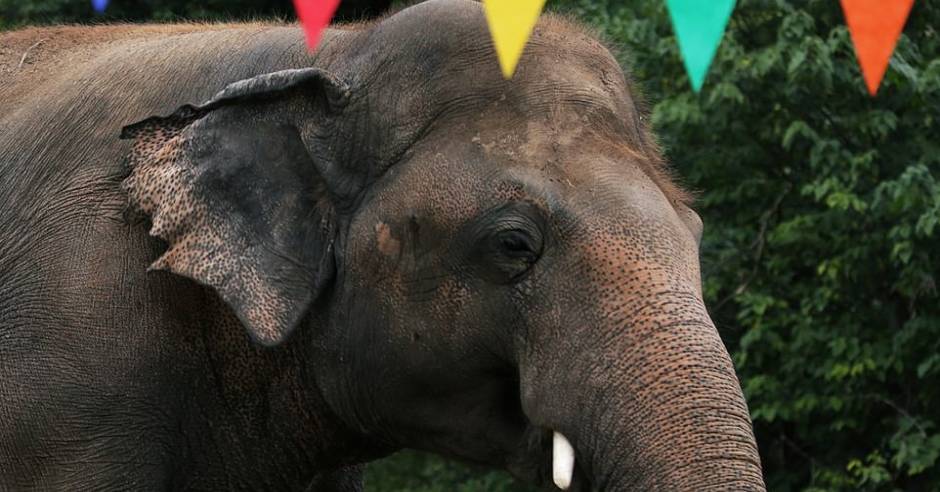 World’s loneliest elephant Kaavan leaves Pakistan zoo