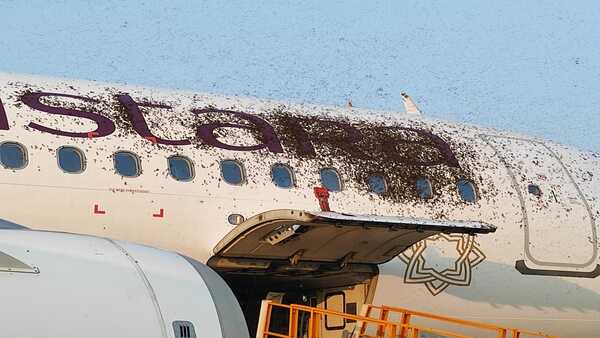 west bengal honeybees land on vistara aircraft before passengers board