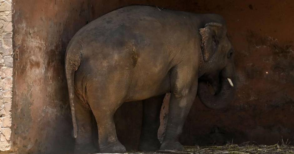 World's lonely elephant Kaavan makes new friend in Cambodia