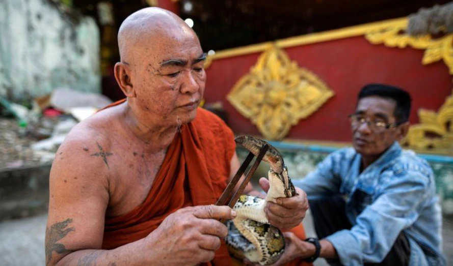 myanmar monk creates refuge for snakes at monastery details