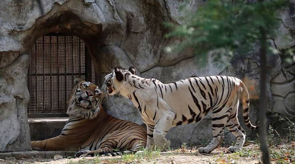 Reliance to build world's largest zoo in Gujarat's Jamnagar