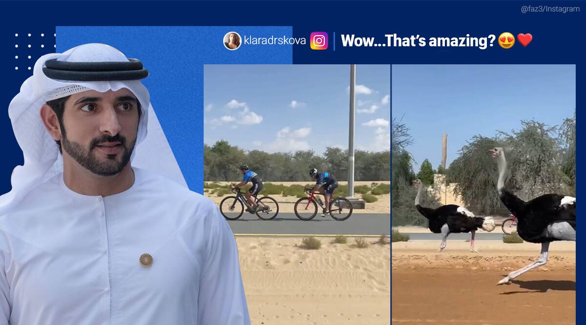 ostrich competes with dubai crown prince during cycling viral video 