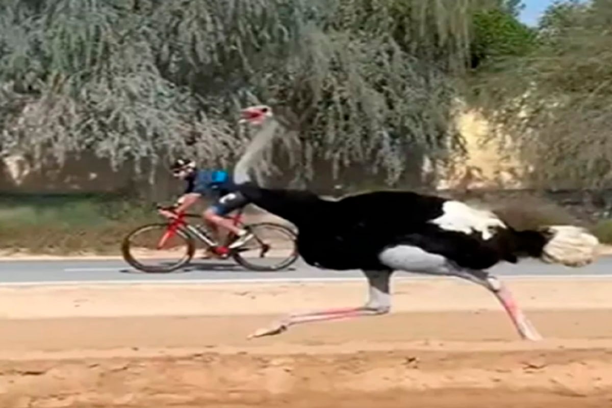ostrich competes with dubai crown prince during cycling viral video 