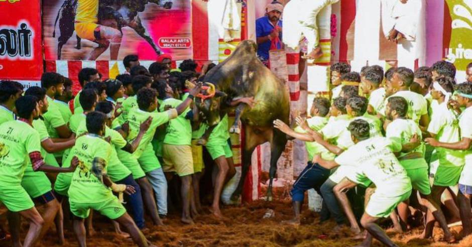 Alanganallur Jallikattu Kannan gets 1st prize by catching 12 bulls