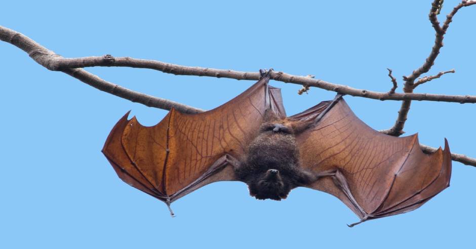 Wuhan lab scientists admit to being bitten by bats