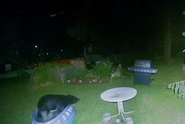 cheeky beast sneaks backyard enjoy spa night in kiddie pool viralvideo