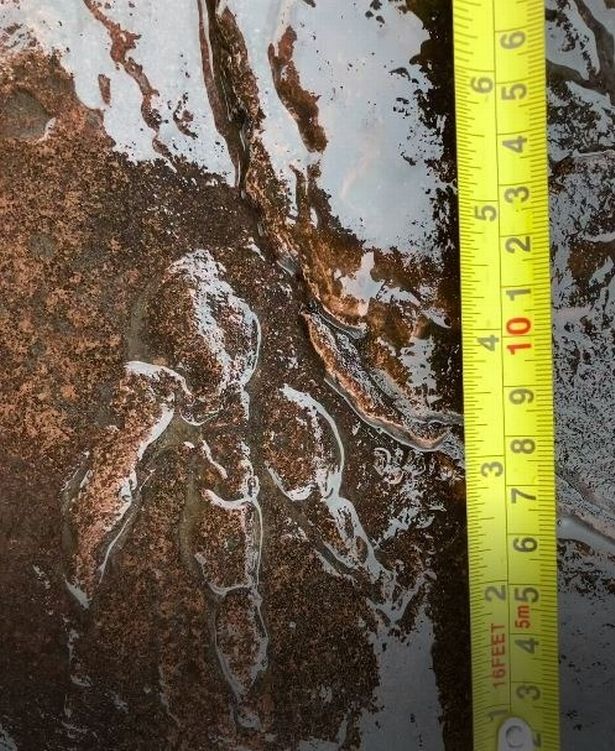Dinosaur footprint found by 4 year old girl on Barry beach