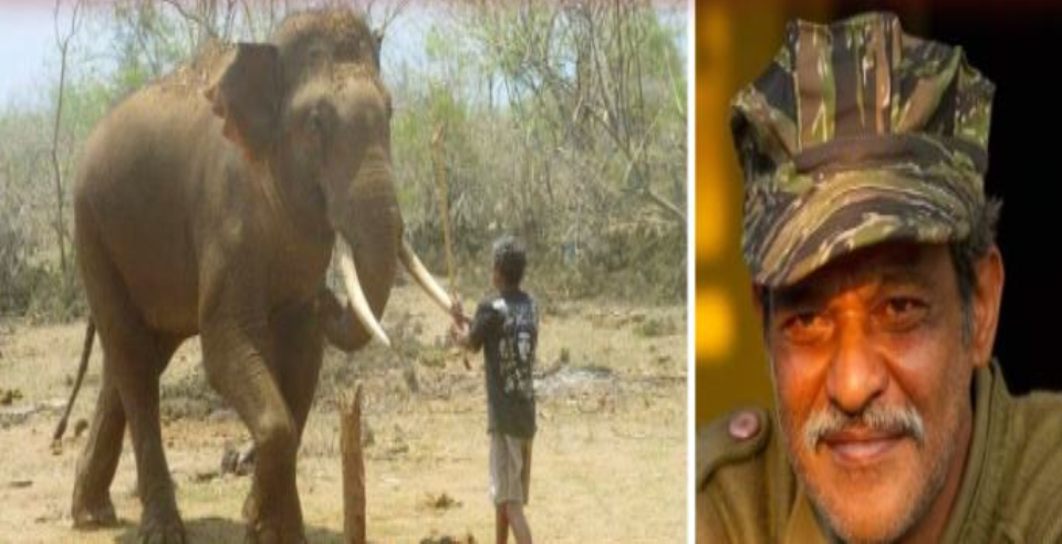 Mudumalai forest elephant lost its human friend heartfelt backstory 