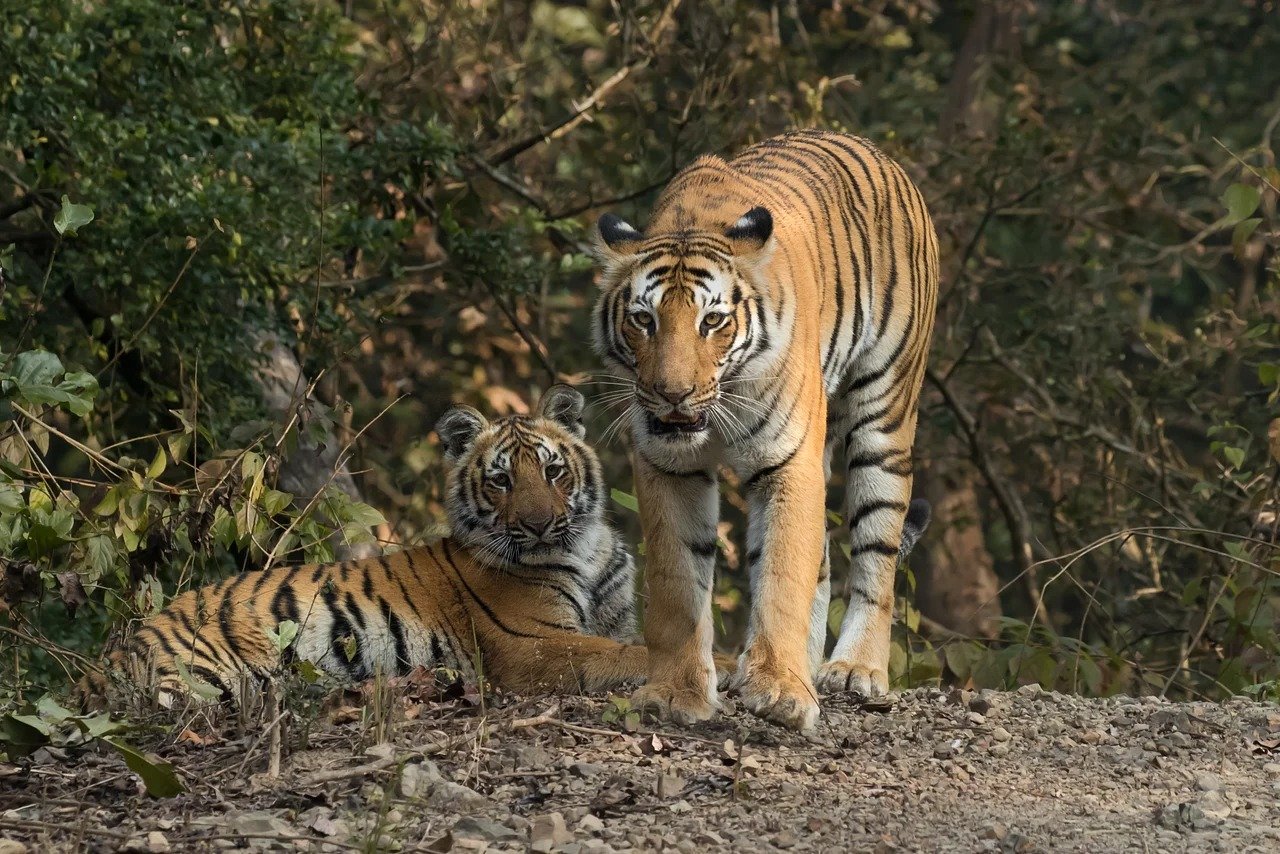 TN’s 5th tiger reserve to come up in Meghamalai-Srivilliputhur