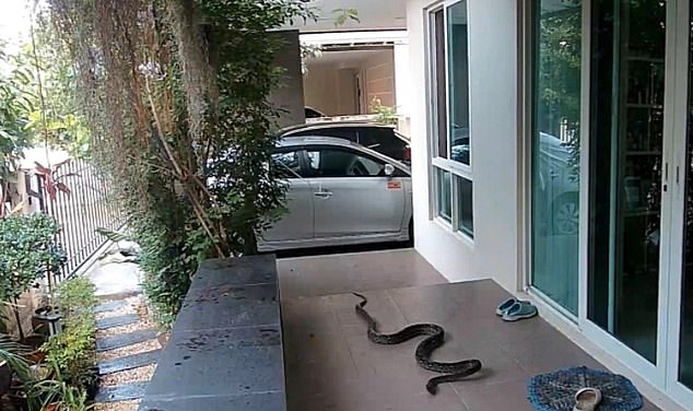 Hungry 10ft snake tries to snatch cat from garden