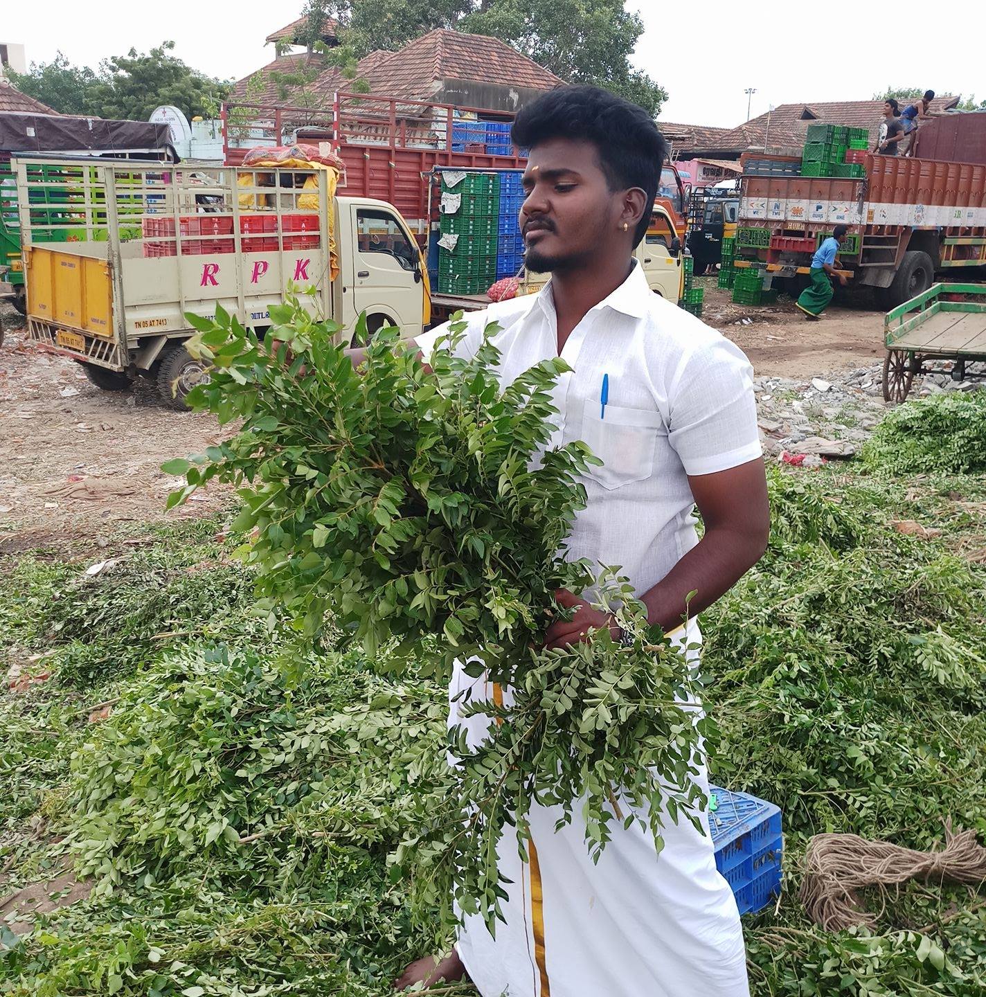 Chennai : The price of curry leaves has shot up to Rs 100 per kg 