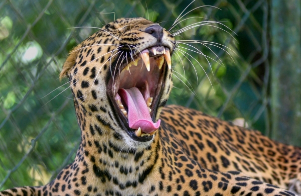 Leopard Enters Farm land in Vaniyambadi