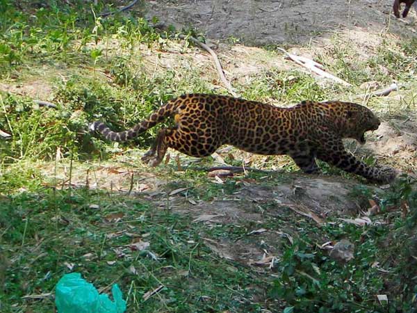 Leopard Enters Farm land in Vaniyambadi