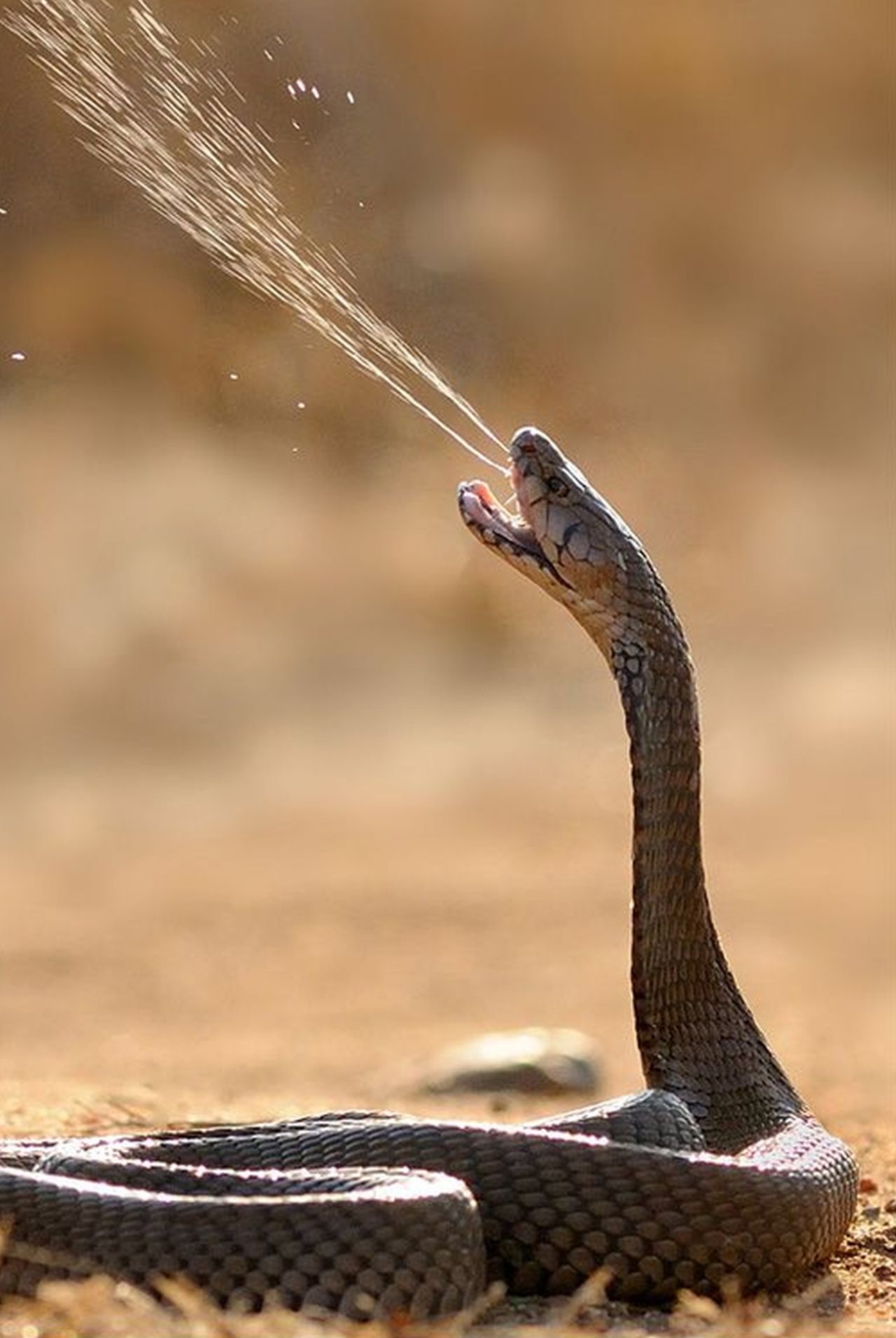 Snake venom worth Rs 1.3 crore seized in Odisha